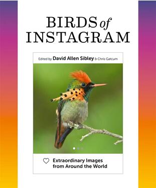《Instagram上的小鸟：来自世界各地的精彩图片》